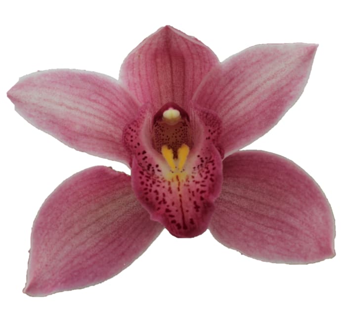 Cymbidium large flowered ELLIO RO C290