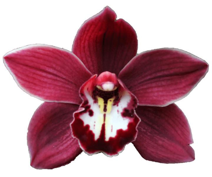 Cymbidium large flowered PRIWINE