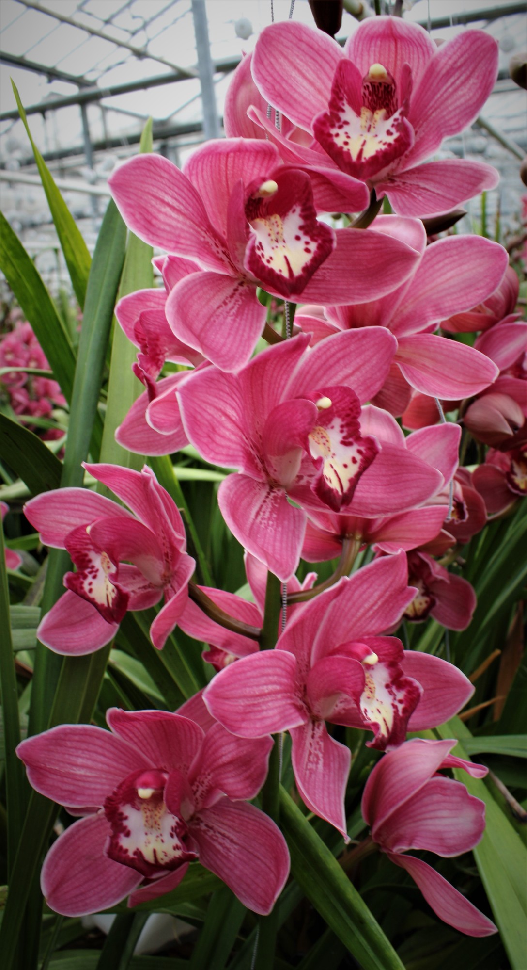 Cymbidium large flowered RED DREAM