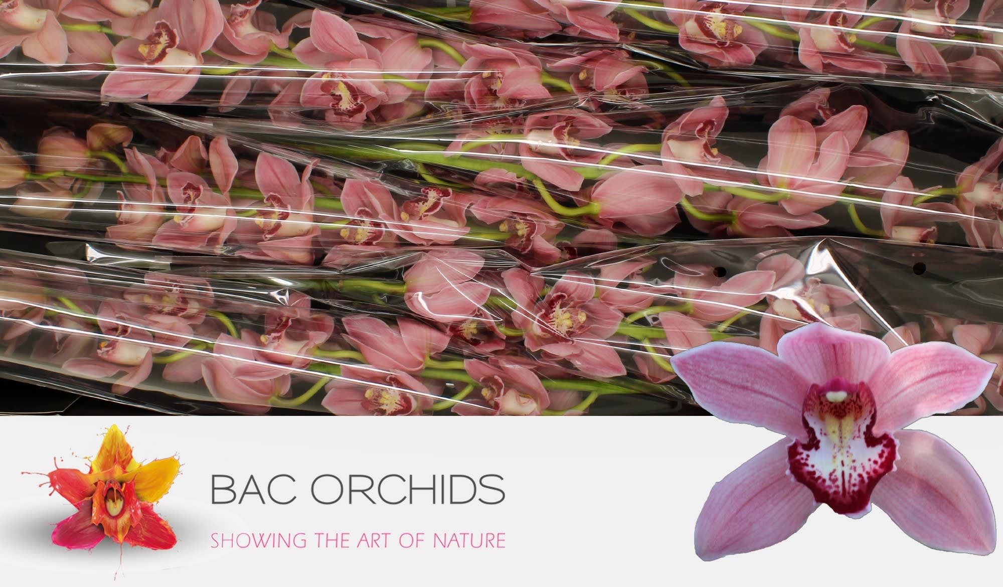 Cymbidium large flowered POWER