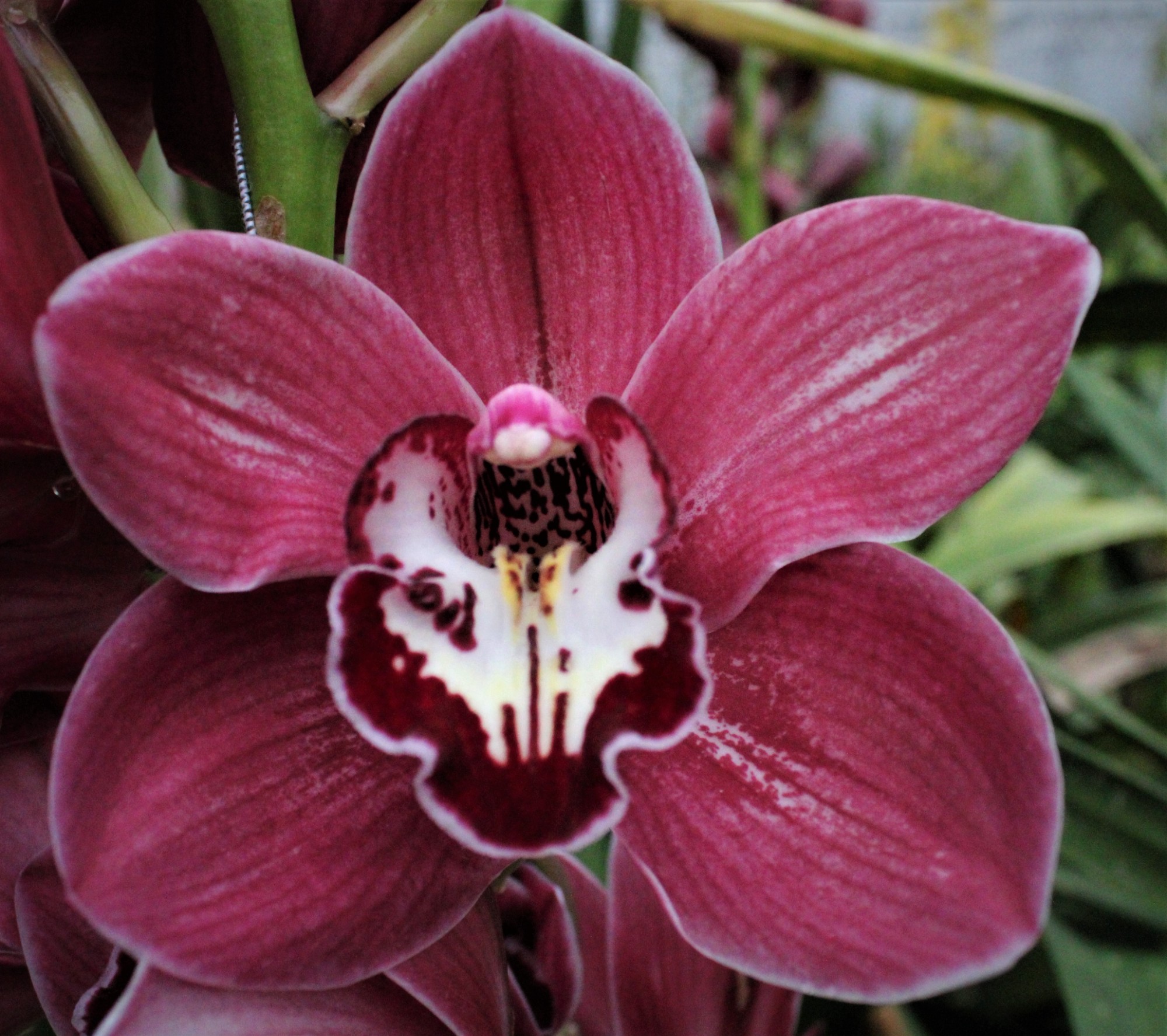 Cymbidium large flowered SO GORGEOUS