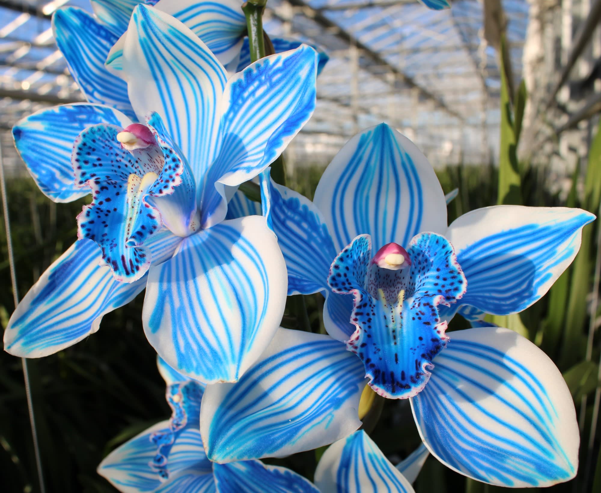 Cymbidium large flowered KLB H%