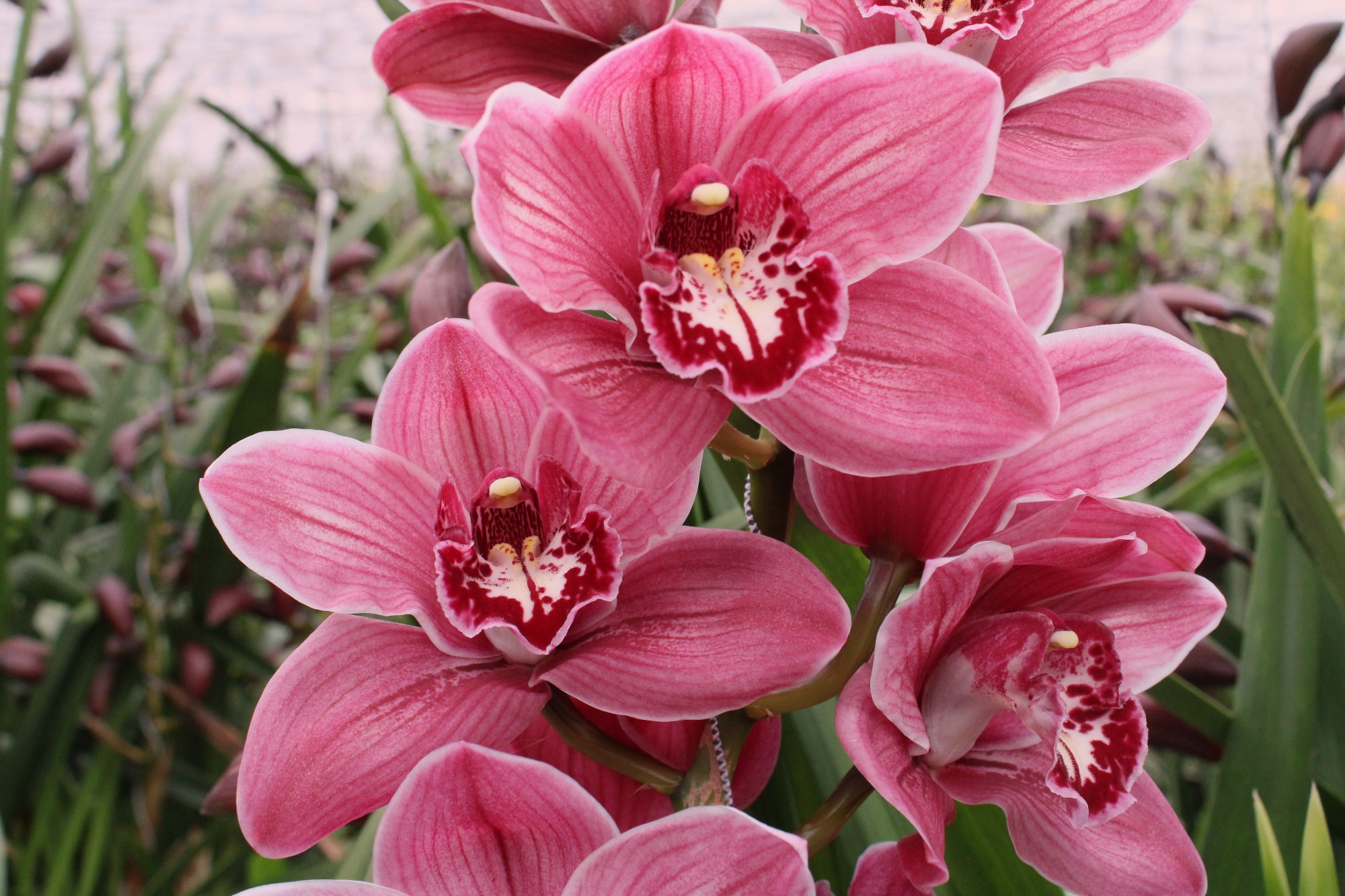 Cymbidium large flowered MONICA