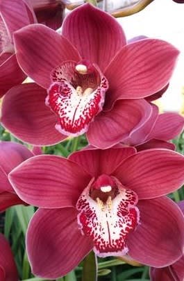 Cymbidium large flowered VULCAN