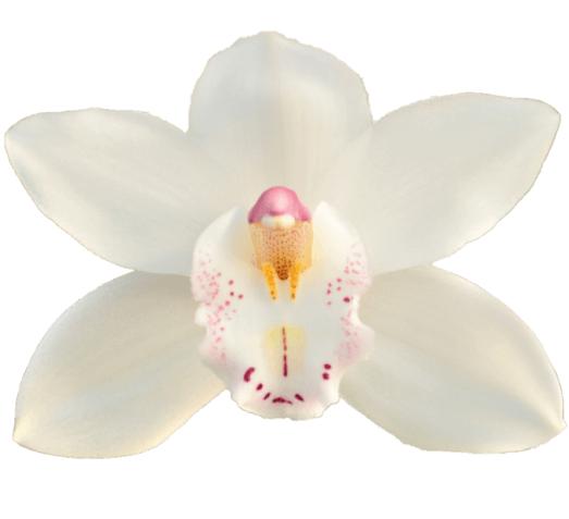 Cymbidium large flowered HMS WHITE SENSATION