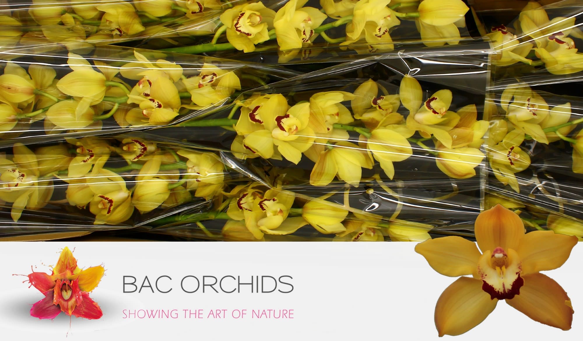 Cymbidium large flowered SUSAN