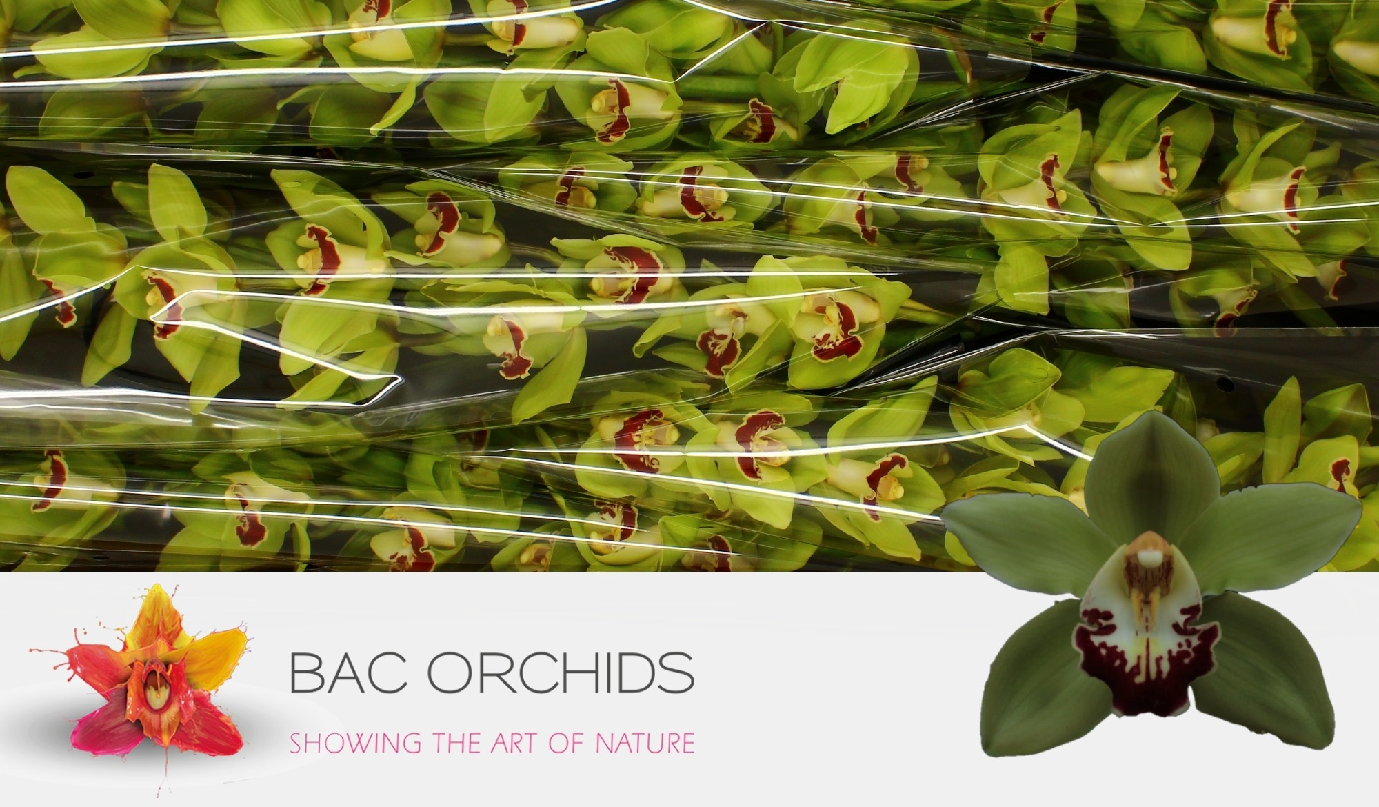 Cymbidium large flowered MACHTELD