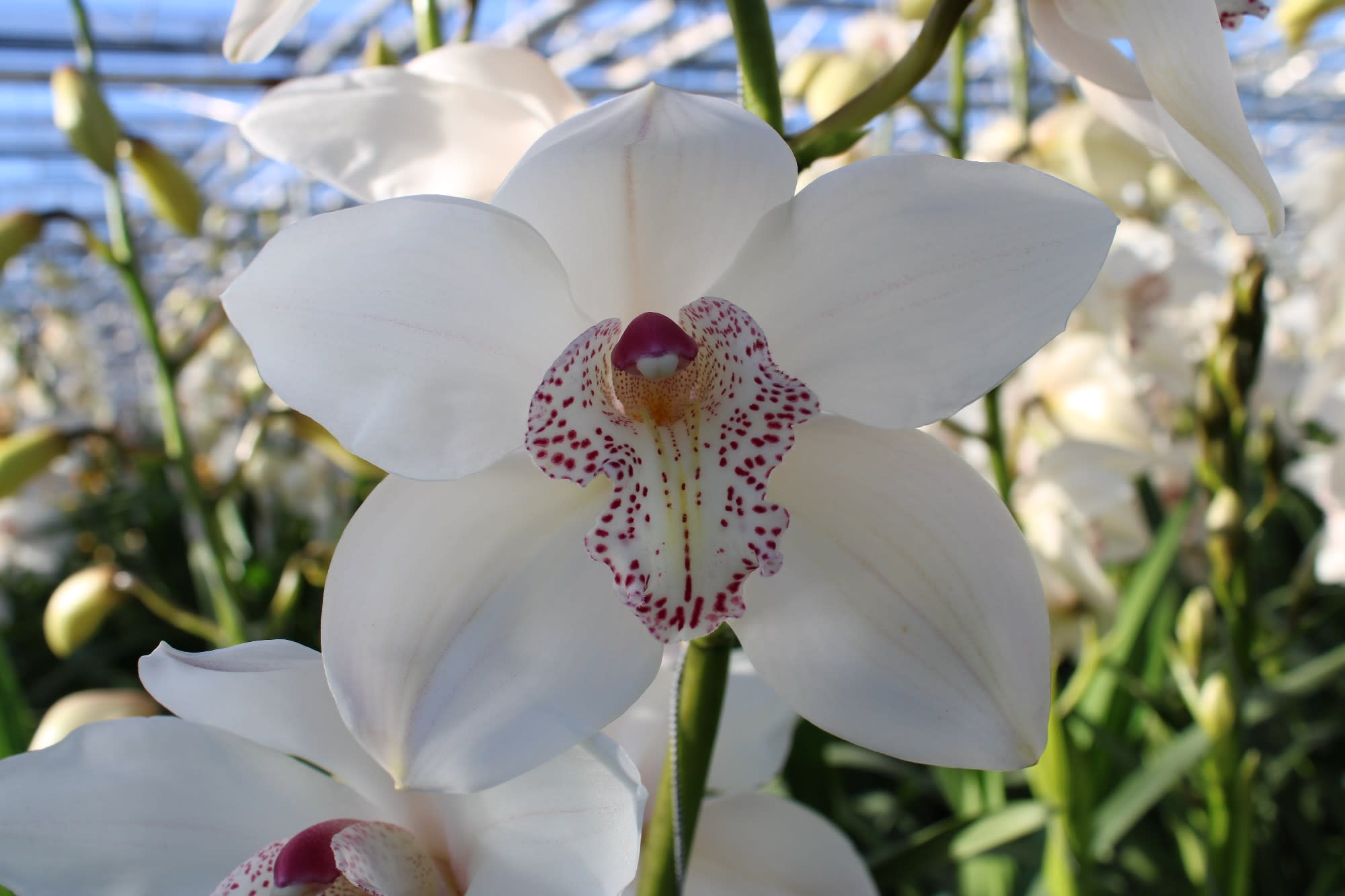 Cymbidium large flowered MRS SUGAR LEE