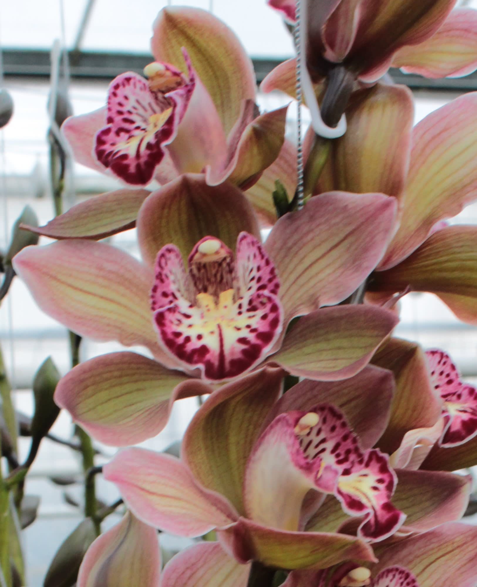 Cymbidium large flowered DARK SAPPHIRE