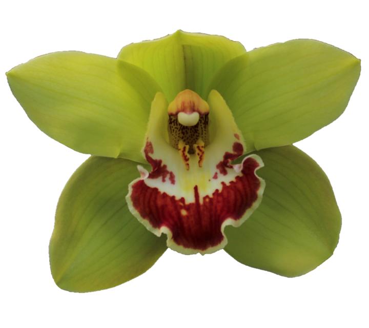 Cymbidium large flowered FIONA