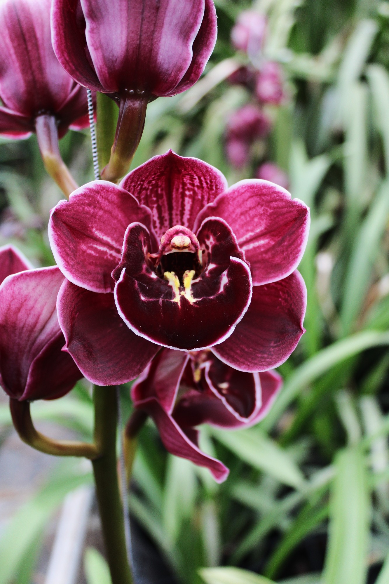 Cymbidium large flowered Ethernal Purple