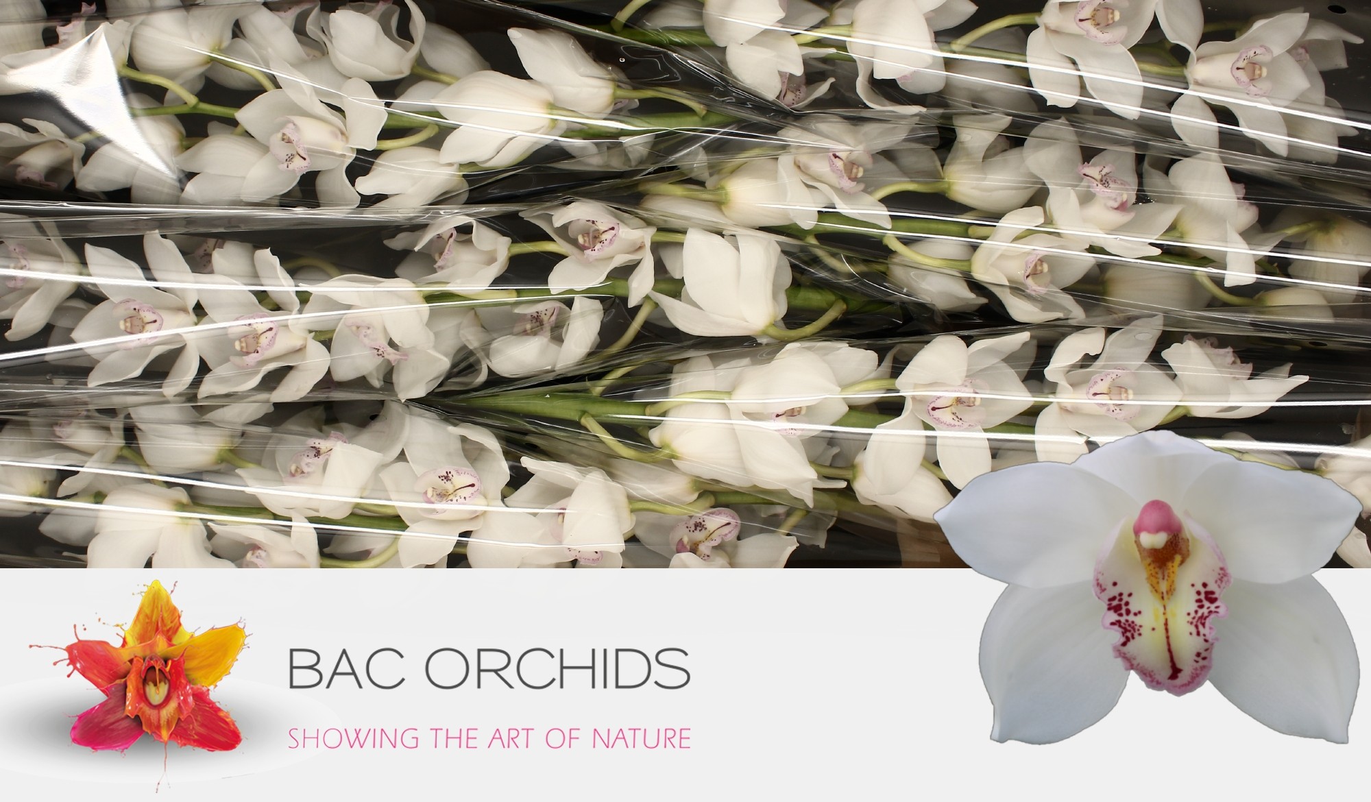 Cymbidium large flowered NATALE BIANCO