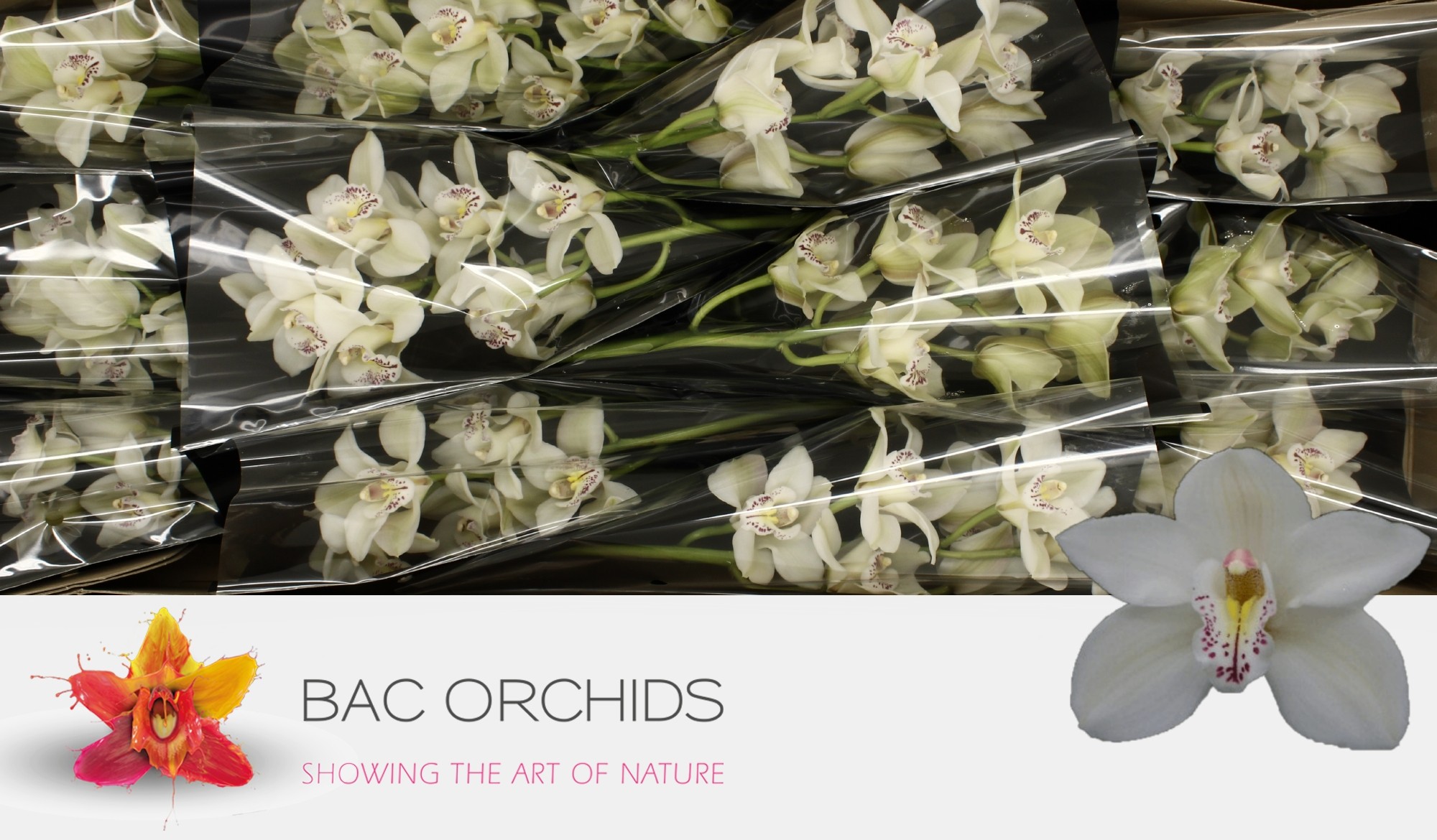 Cymbidium large flowered CASCADE