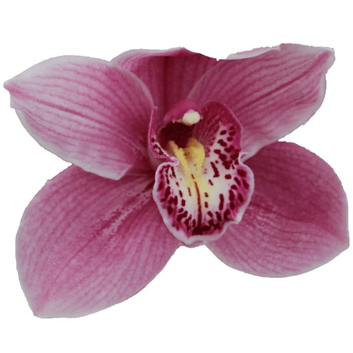 Cymbidium large flowered CYMB TAUSTRALIAN PINK