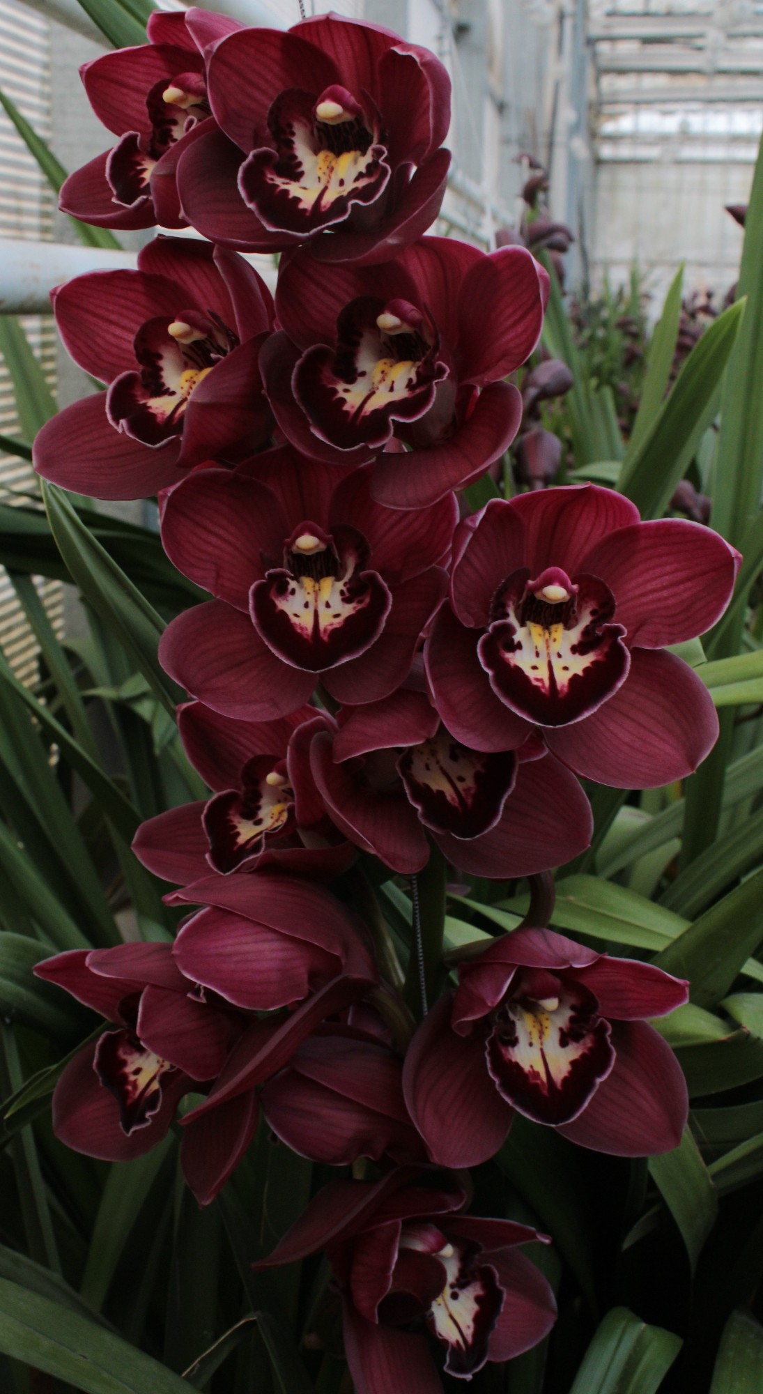 Cymbidium large flowered RILEY
