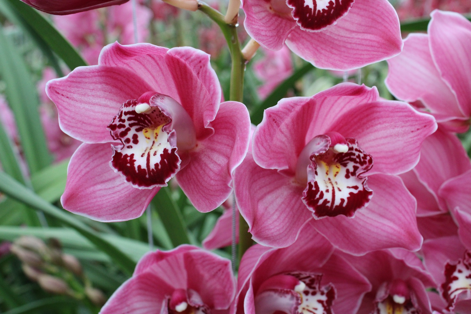 Cymbidium large flowered FANTACY