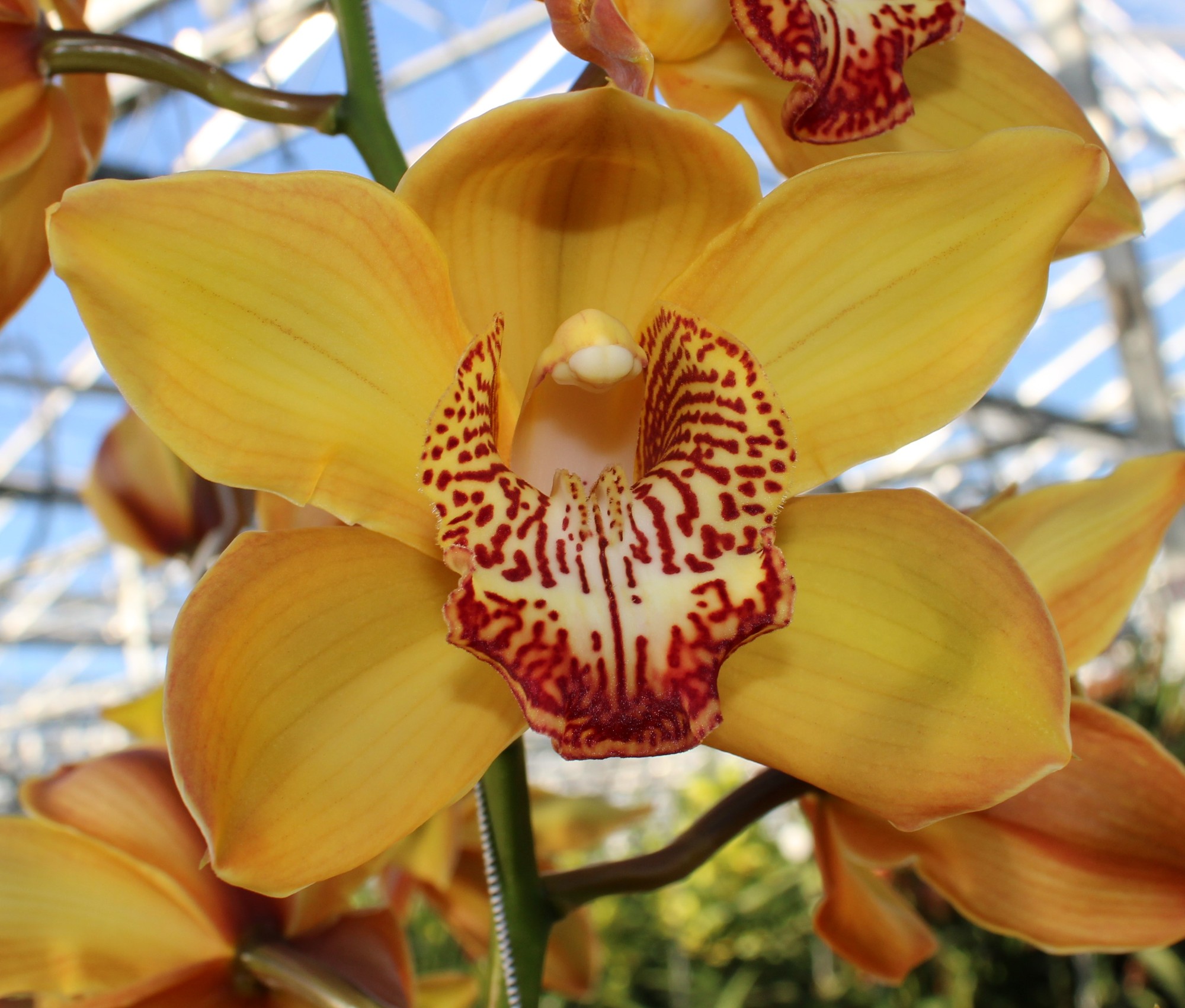 Cymbidium large flowered ESTHER