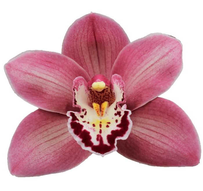 Cymbidium large flowered CANDY