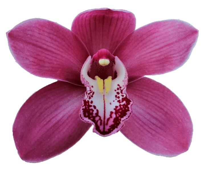 Cymbidium large flowered PRINCESS