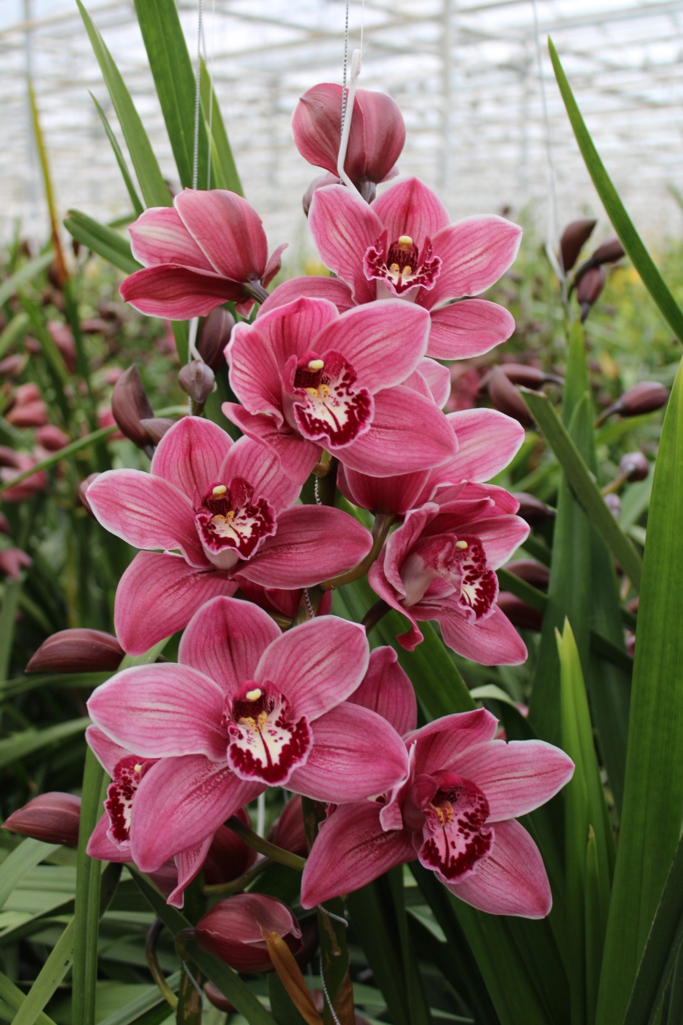 Cymbidium large flowered CYMB T