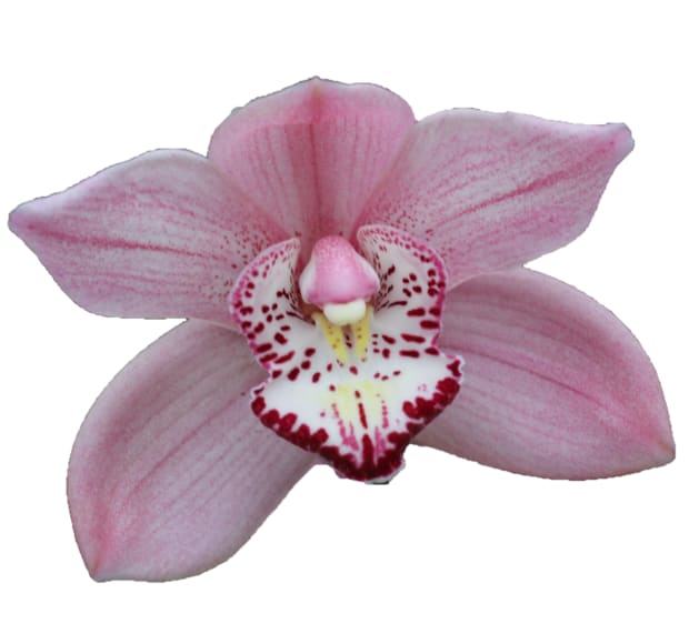 Cymbidium large flowered PINK BRILJANT