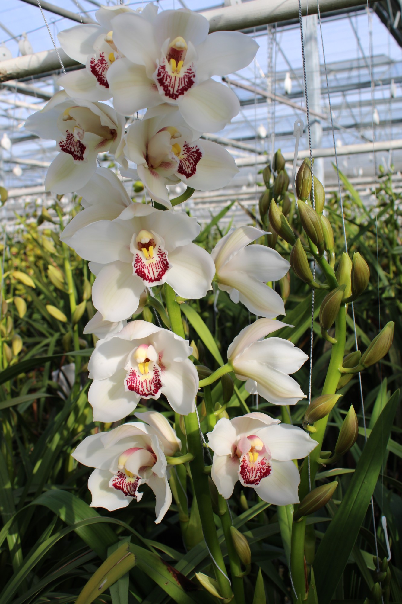 Cymbidium large flowered MELINE