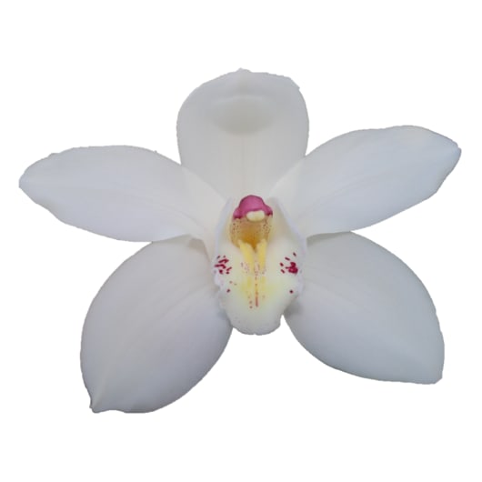 Cymbidium large flowered EARLY WHITE