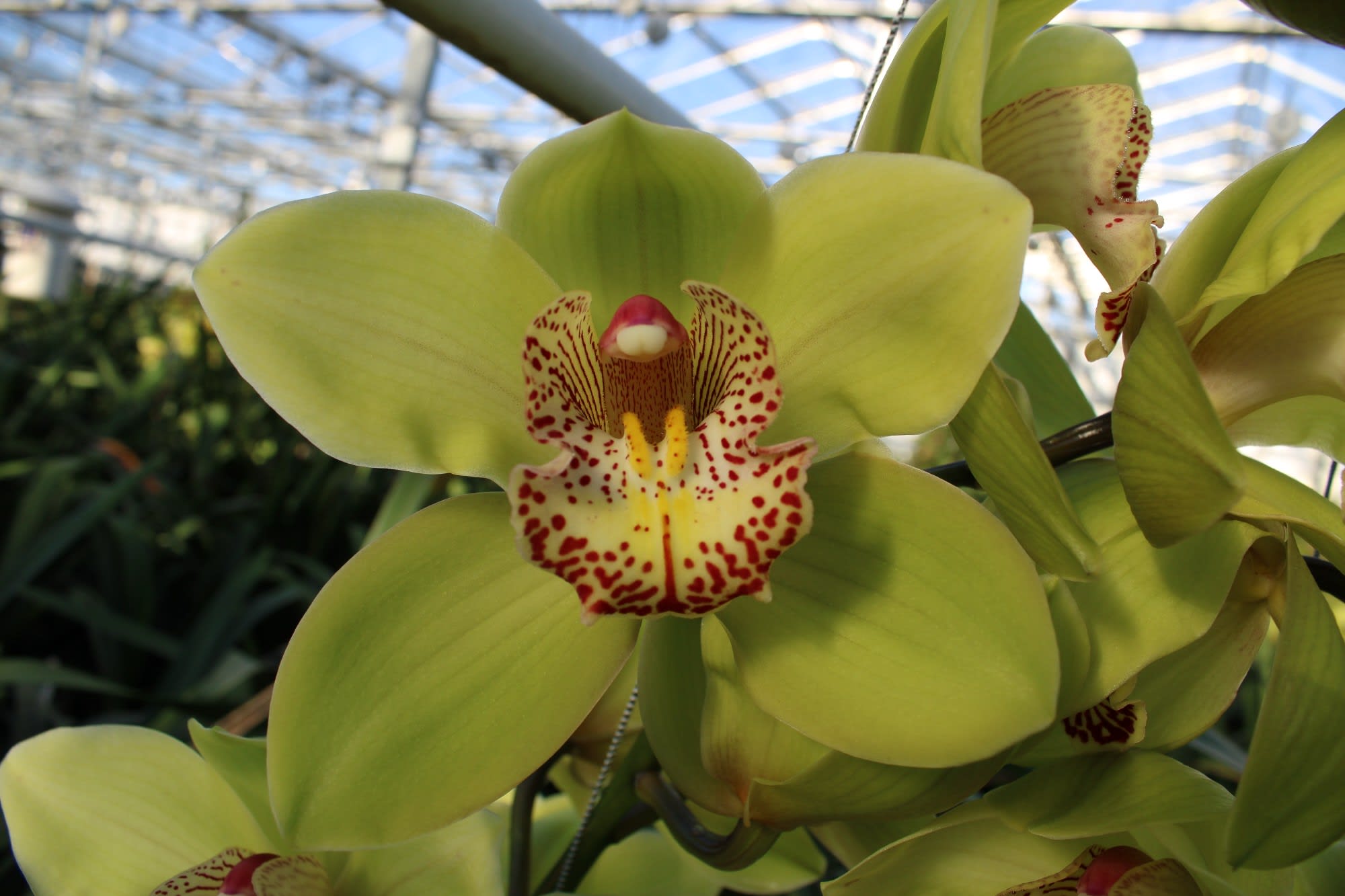 Cymbidium large flowered MELISSA