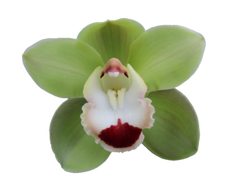 Cymbidium large flowered TOP SPOT