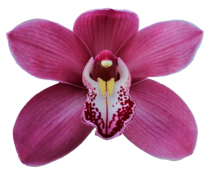 Cymbidium large flowered PRINCESS