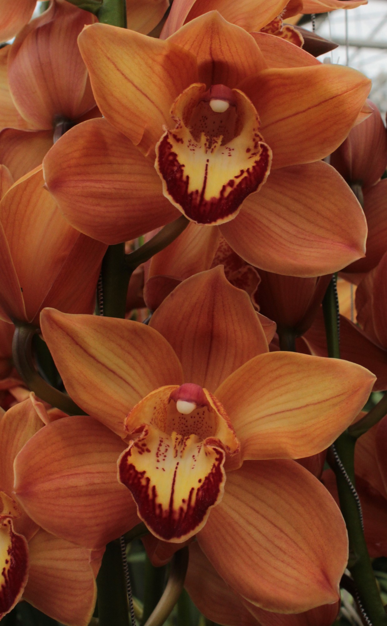 Cymbidium large flowered ARANCIA