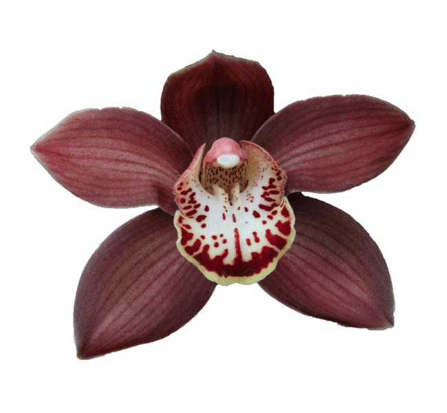 Cymbidium large flowered EBONY