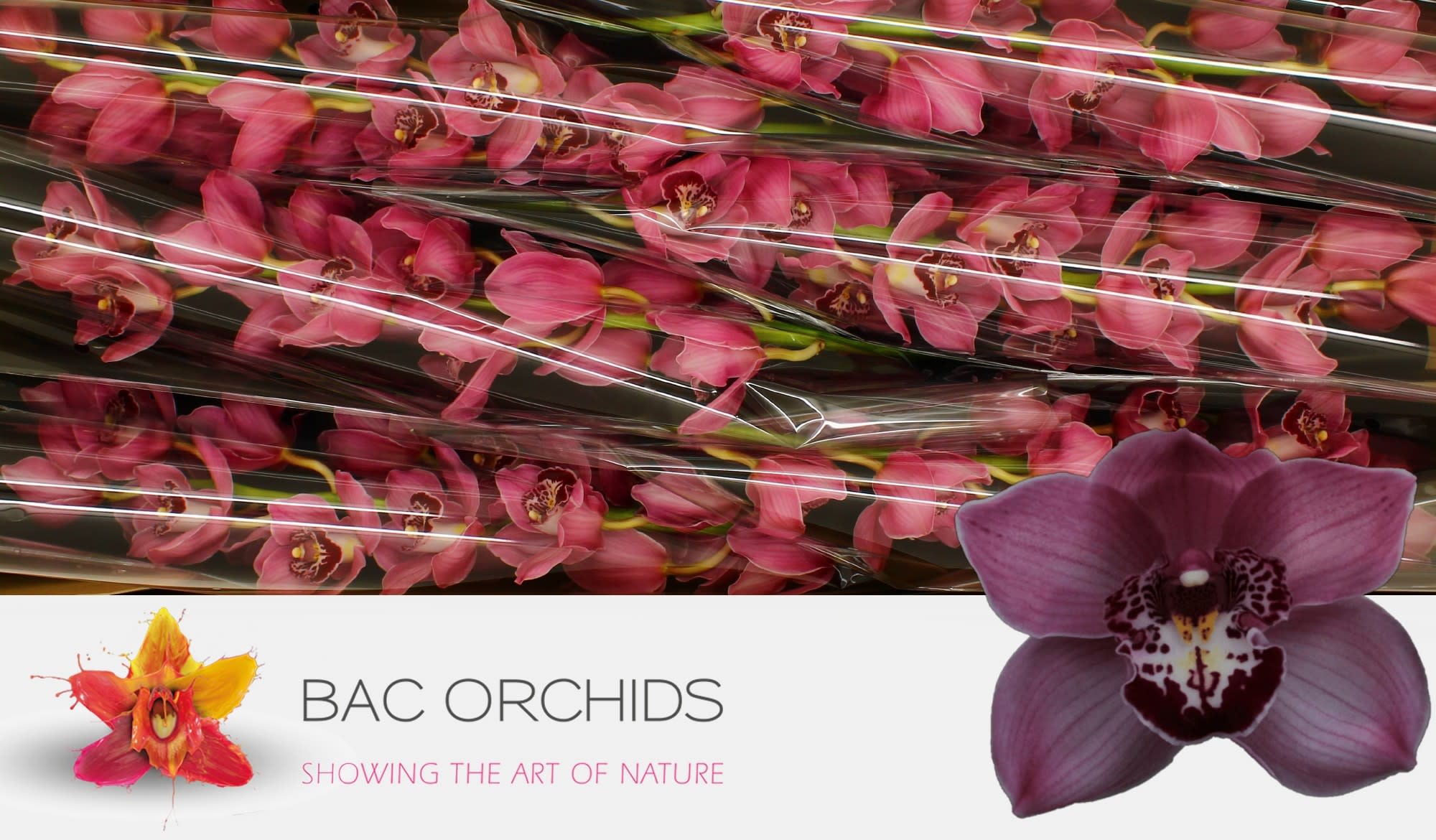 Cymbidium large flowered FANTACY