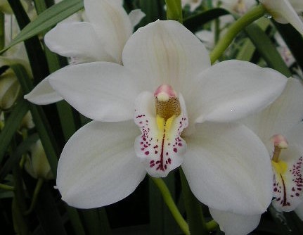 Cymbidium large flowered CASCADE
