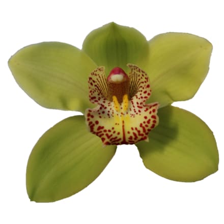 Cymbidium large flowered MELISSA