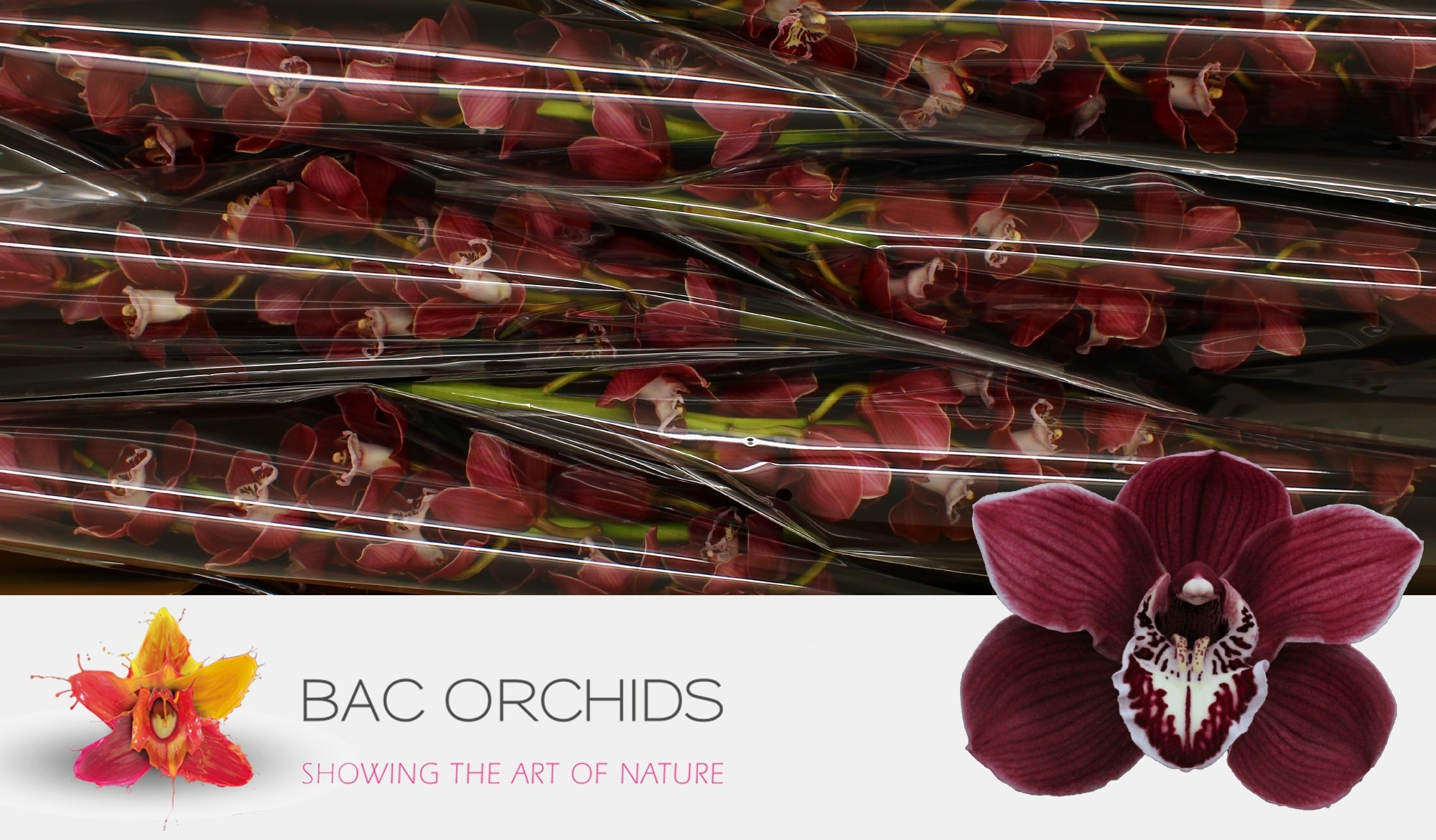 Cymbidium large flowered CHARLOTTE