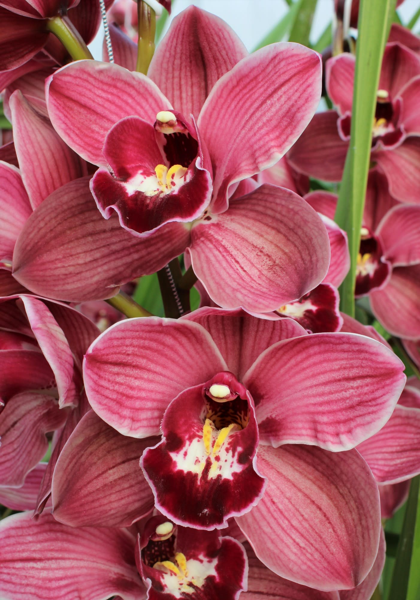 Cymbidium large flowered HMS BONFIRE