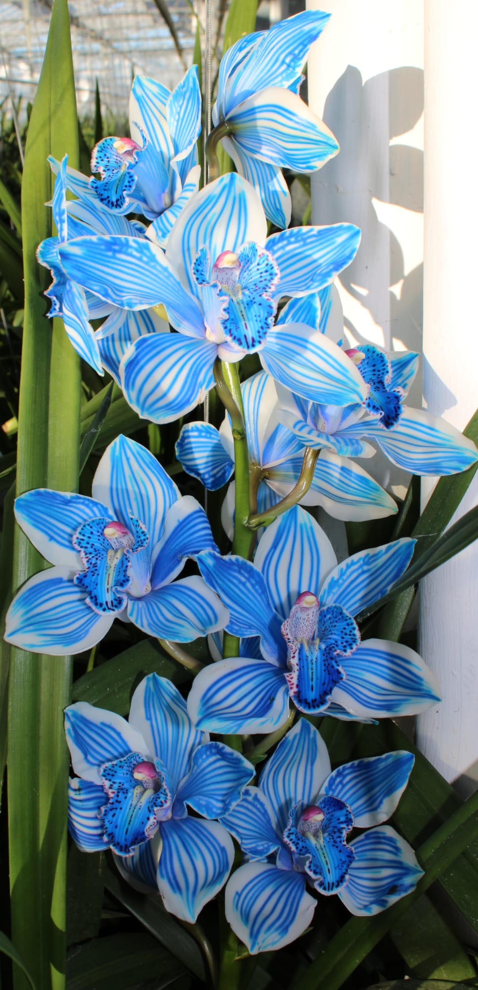 Cymbidium large flowered KLB H%