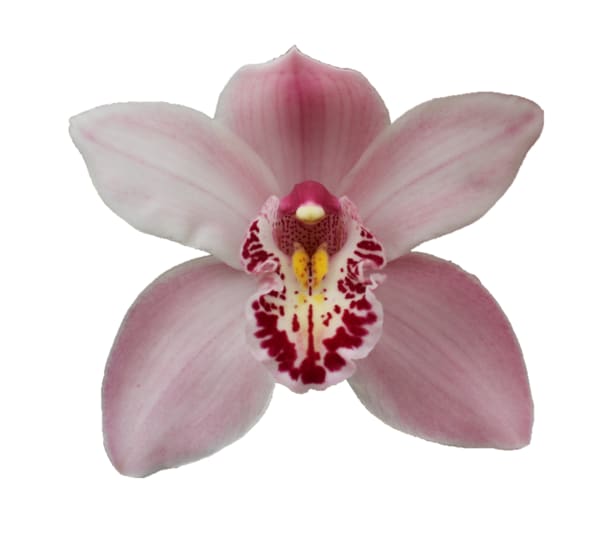 Cymbidium large flowered CINDY