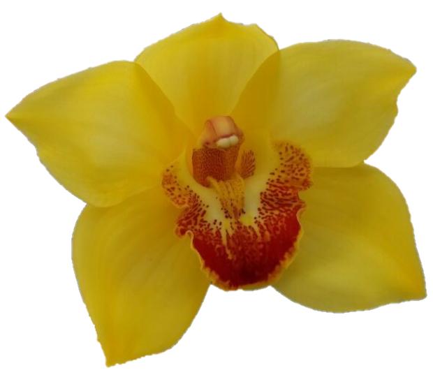 Cymbidium large flowered ARCADIAN