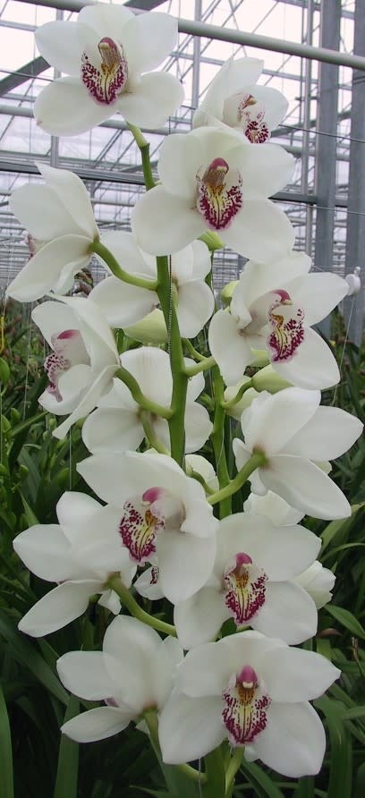 Cymbidium large flowered VANITY