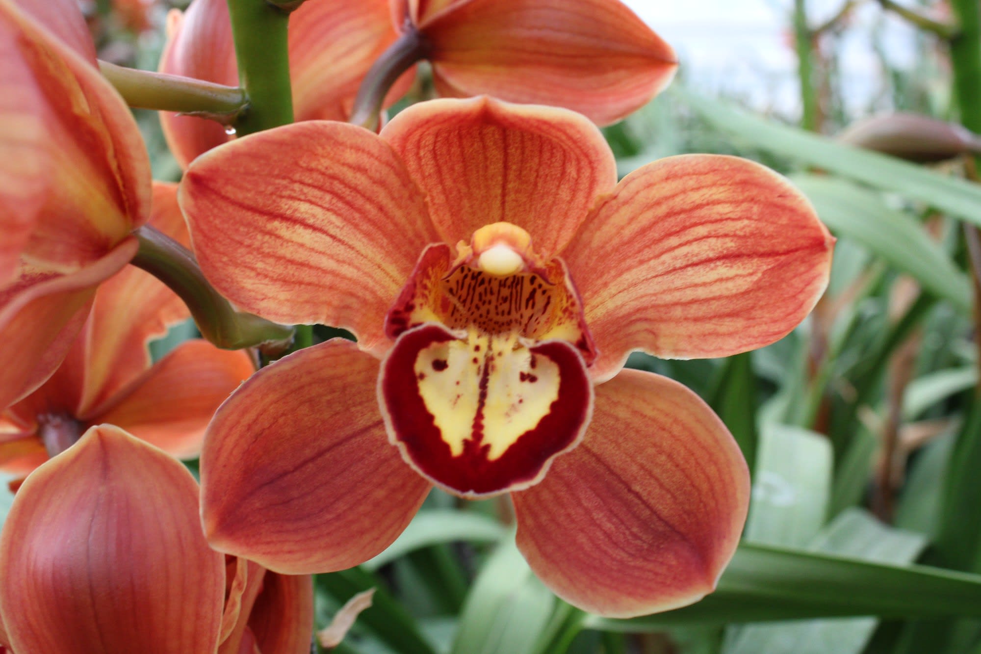 Cymbidium large flowered FLORIDA