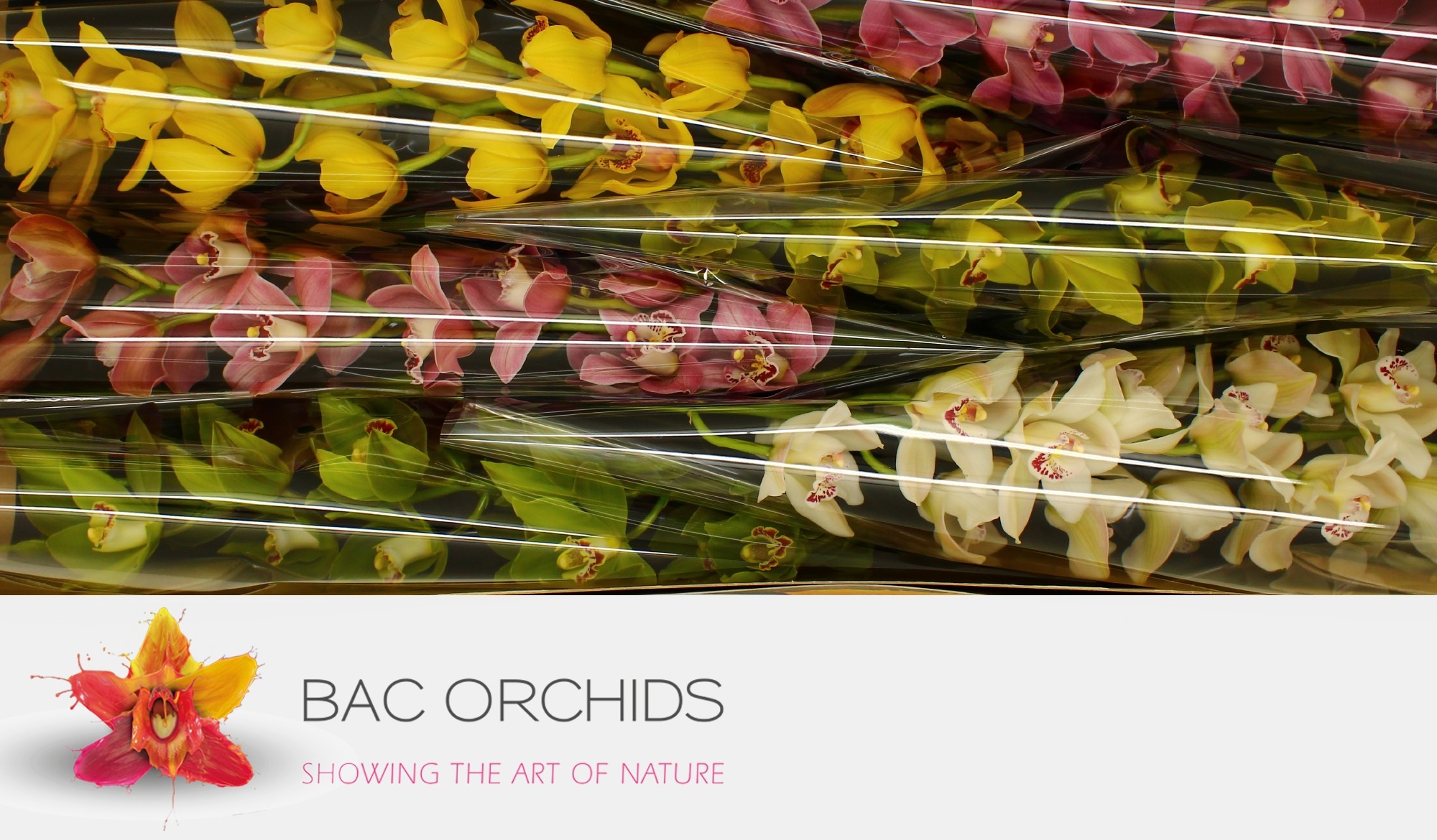 Cymbidium large flowered GEM2rz