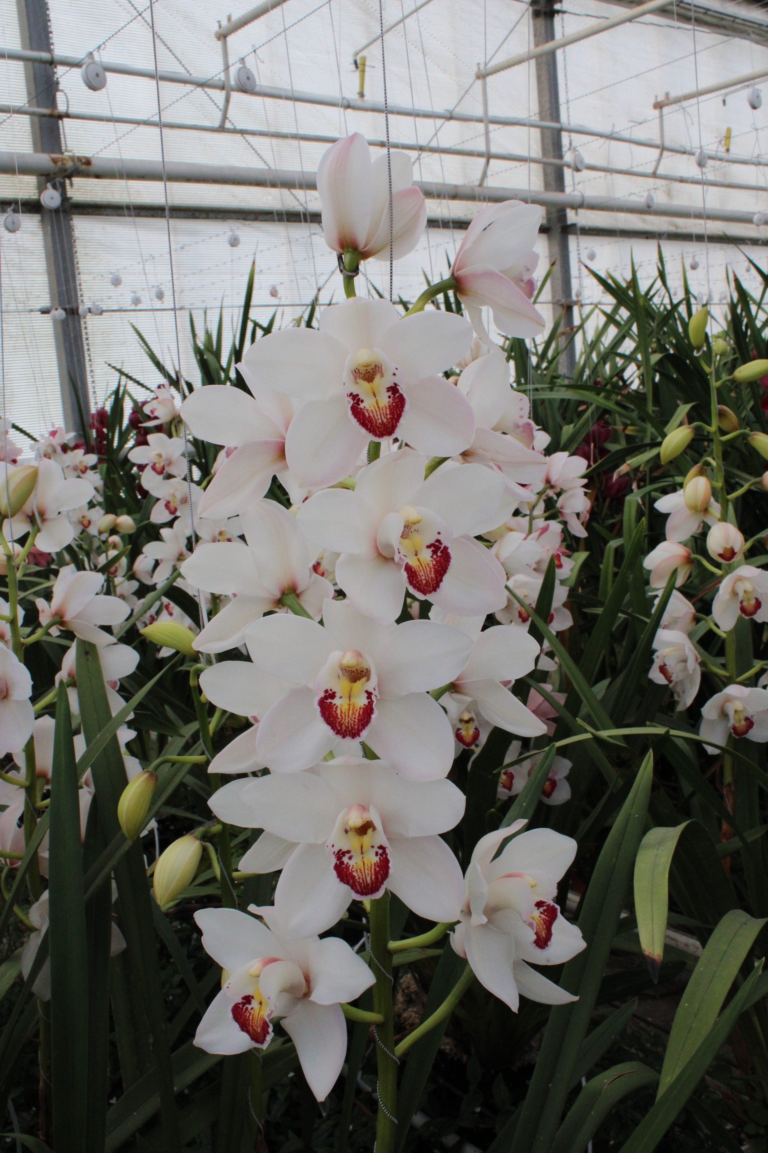 Cymbidium large flowered MARILYN MONROE