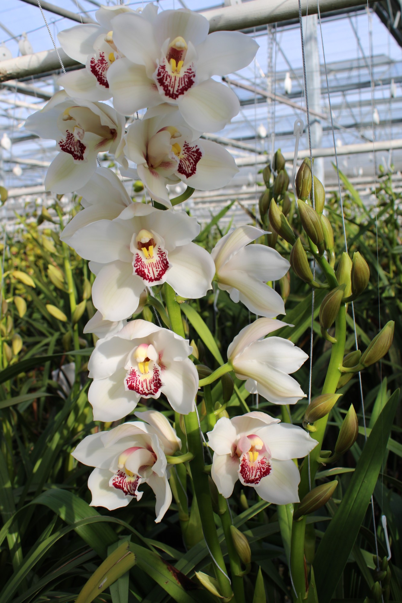 Cymbidium large flowered Cymb T Meline