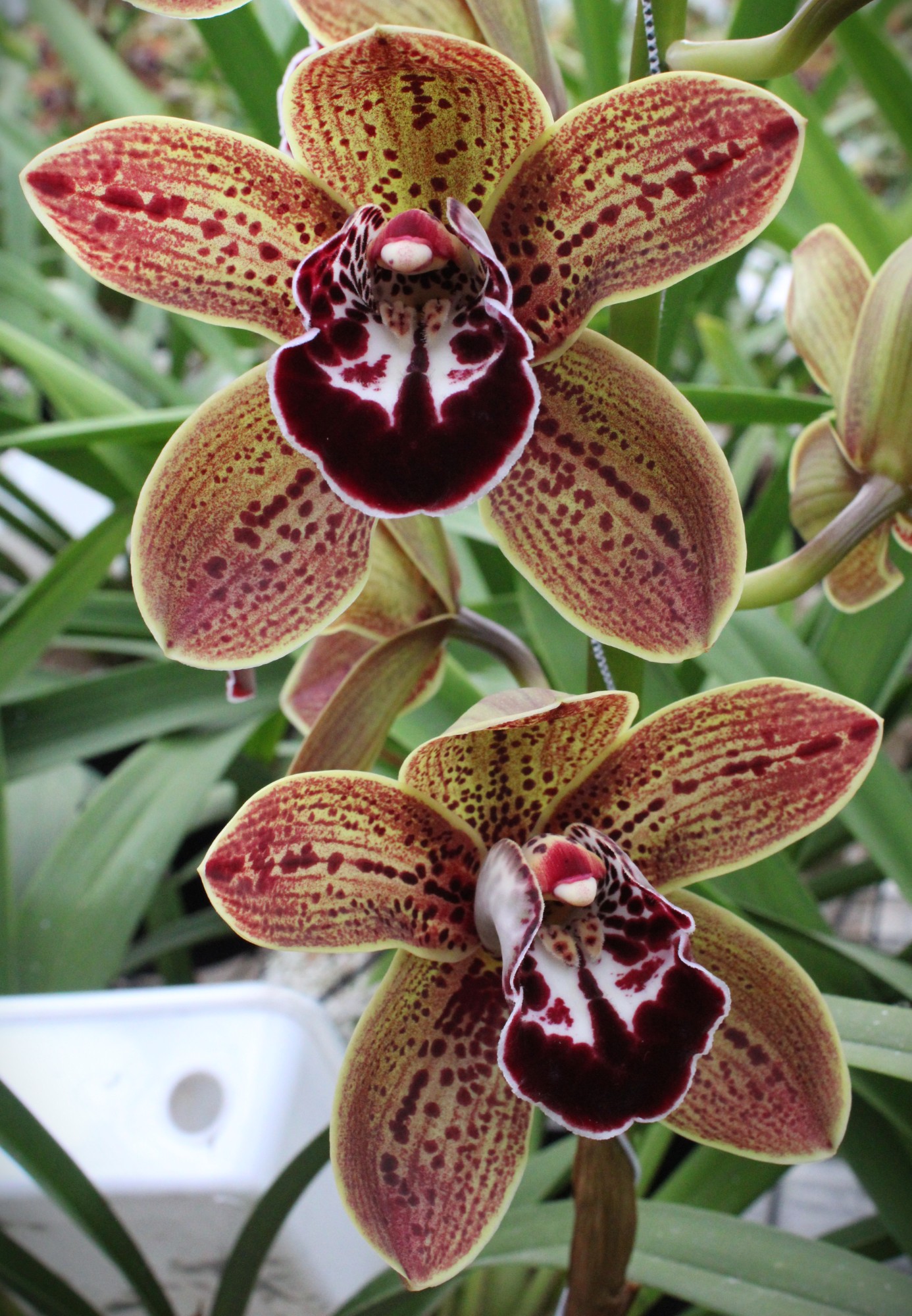 Cymbidium large flowered LOS ANGELES