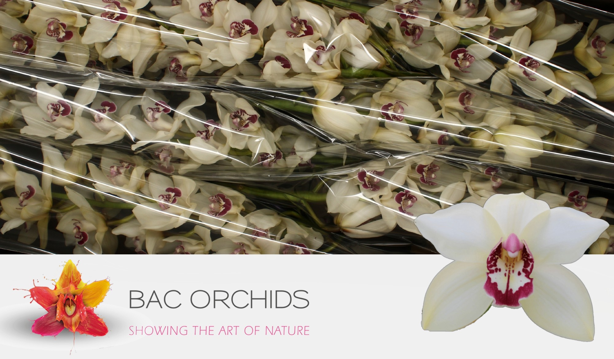 Cymbidium large flowered IVORY