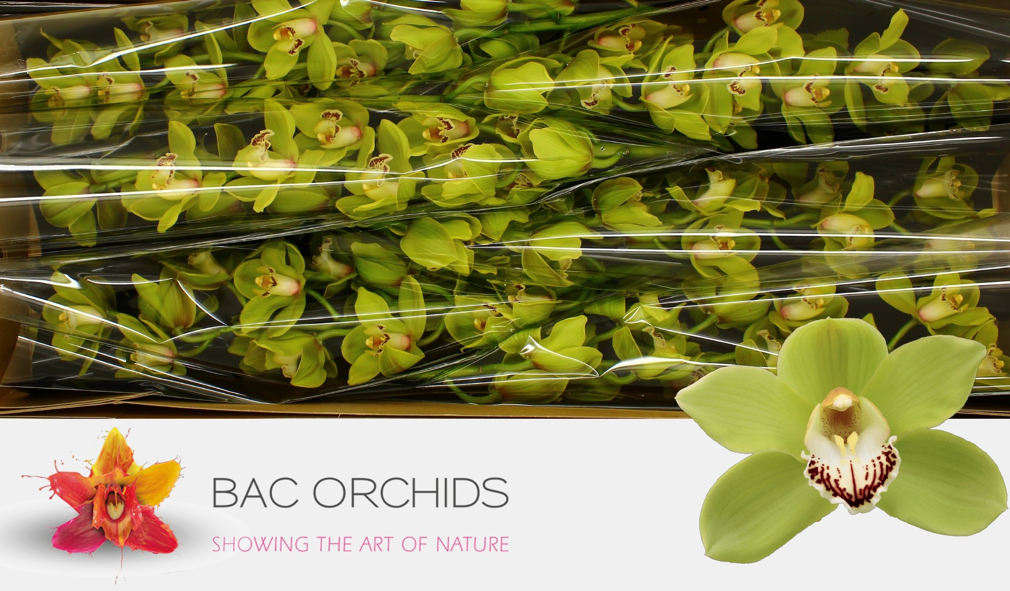 Cymbidium large flowered OVATI EMERALD