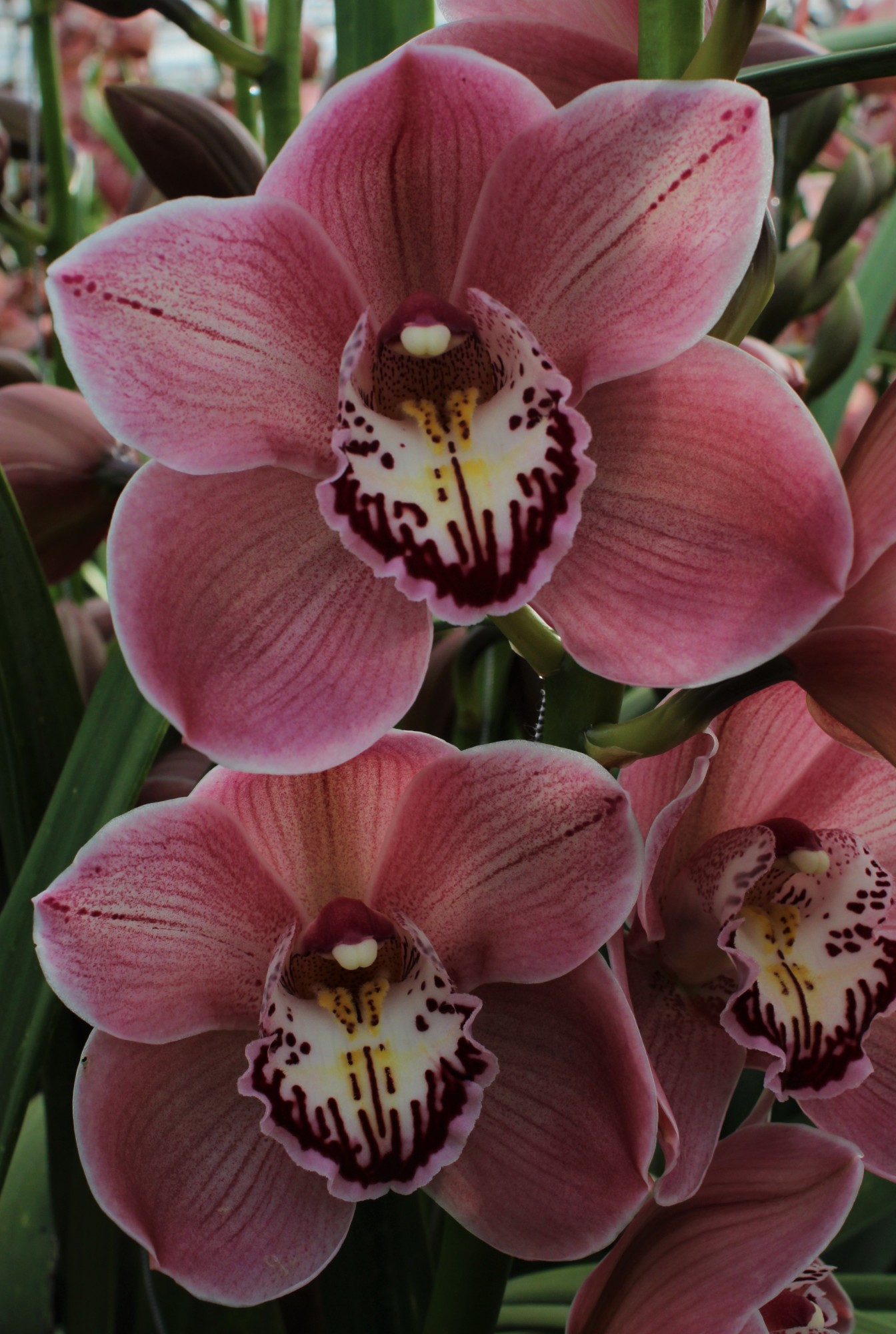 Cymbidium large flowered JET SET