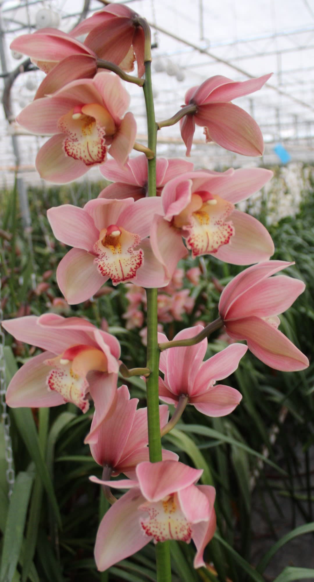 Cymbidium large flowered REYNELLA